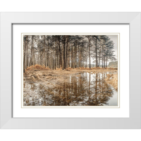 Forest reflections White Modern Wood Framed Art Print with Double Matting by Frank, Assaf