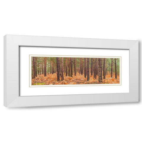 Autumn forest White Modern Wood Framed Art Print with Double Matting by Frank, Assaf