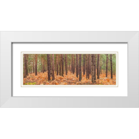 Autumn forest White Modern Wood Framed Art Print with Double Matting by Frank, Assaf