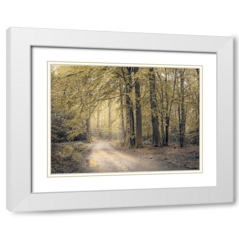 Pathway through forest White Modern Wood Framed Art Print with Double Matting by Frank, Assaf