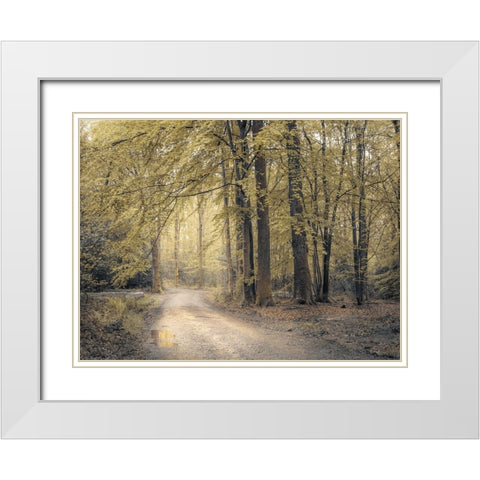 Pathway through forest White Modern Wood Framed Art Print with Double Matting by Frank, Assaf