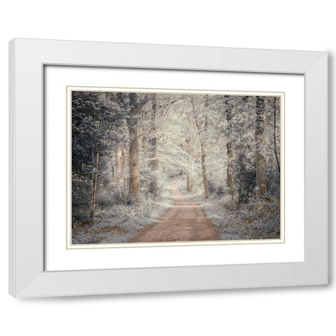 Pathway through forest White Modern Wood Framed Art Print with Double Matting by Frank, Assaf