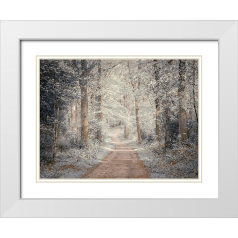 Pathway through forest White Modern Wood Framed Art Print with Double Matting by Frank, Assaf