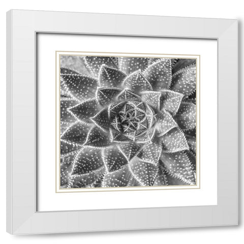 Succulent-Aloe Aristata White Modern Wood Framed Art Print with Double Matting by Frank, Assaf