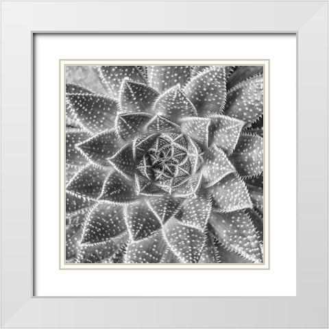 Succulent-Aloe Aristata White Modern Wood Framed Art Print with Double Matting by Frank, Assaf