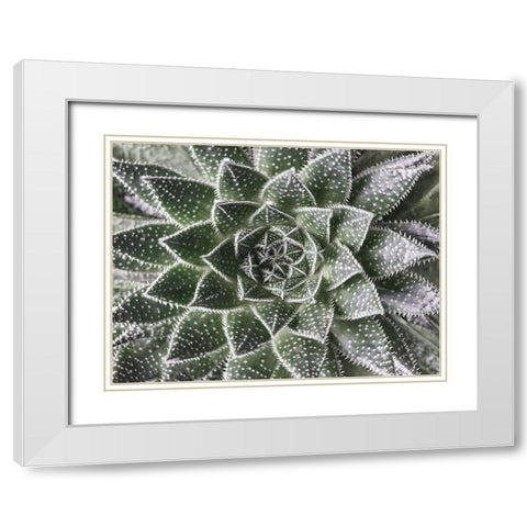 Succulent-Aloe Aristata White Modern Wood Framed Art Print with Double Matting by Frank, Assaf