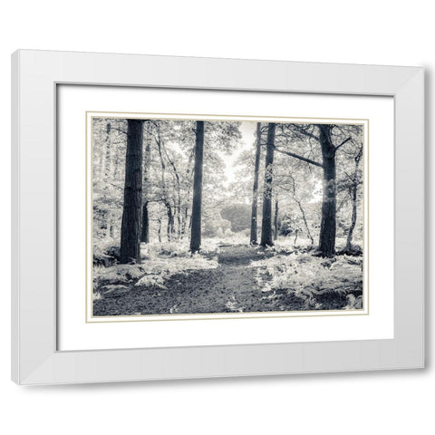 pathway through forest White Modern Wood Framed Art Print with Double Matting by Frank, Assaf