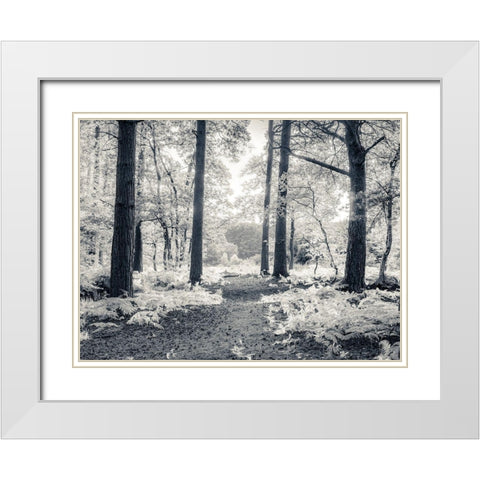pathway through forest White Modern Wood Framed Art Print with Double Matting by Frank, Assaf