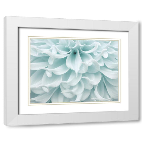 Dahlia close-up White Modern Wood Framed Art Print with Double Matting by Frank, Assaf