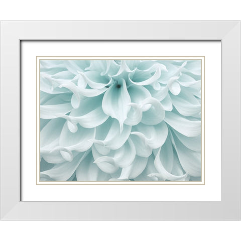 Dahlia close-up White Modern Wood Framed Art Print with Double Matting by Frank, Assaf