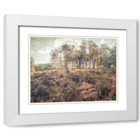 Forest with tall trees and foliage White Modern Wood Framed Art Print with Double Matting by Frank, Assaf