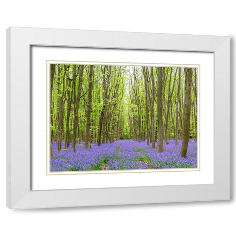 Bluebell wood path White Modern Wood Framed Art Print with Double Matting by Frank, Assaf