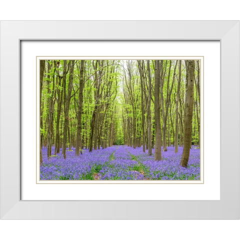 Bluebell wood path White Modern Wood Framed Art Print with Double Matting by Frank, Assaf