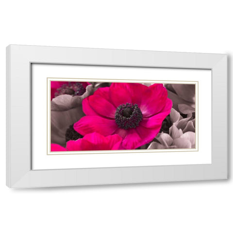 AF20111223 Anemone 008C15-2 Raspberry White Modern Wood Framed Art Print with Double Matting by Frank, Assaf