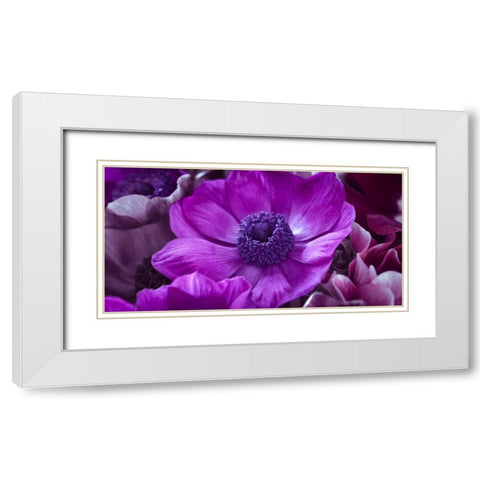 AF20111223 Anemone 008C16 White Modern Wood Framed Art Print with Double Matting by Frank, Assaf