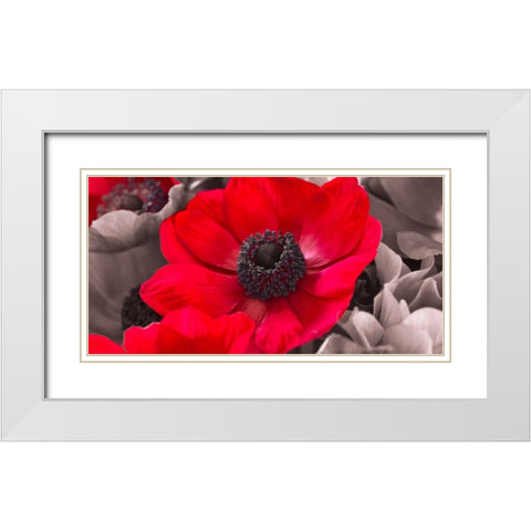 AF20111223 Anemone 008C15-2 Red White Modern Wood Framed Art Print with Double Matting by Frank, Assaf