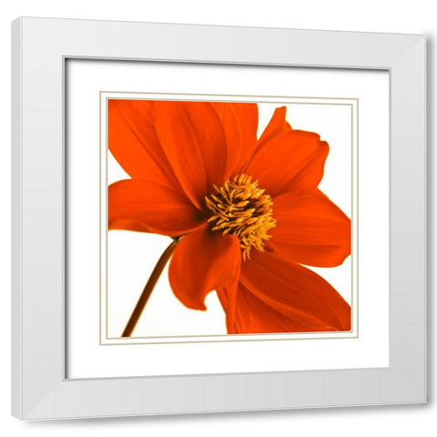 AF20110714 Dahlia 106C03 White Modern Wood Framed Art Print with Double Matting by Frank, Assaf