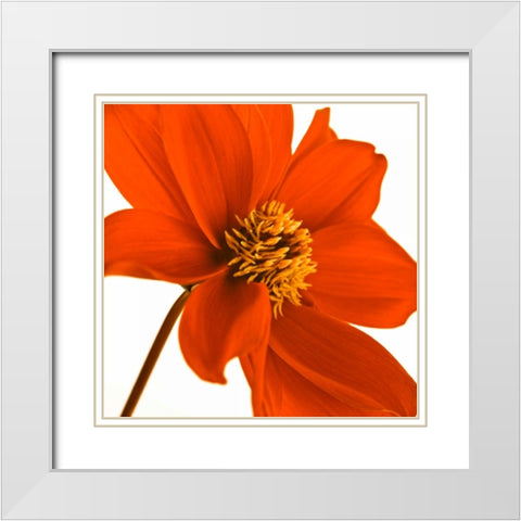 AF20110714 Dahlia 106C03 White Modern Wood Framed Art Print with Double Matting by Frank, Assaf