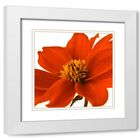 AF20110714 Dahlia 107C02 White Modern Wood Framed Art Print with Double Matting by Frank, Assaf