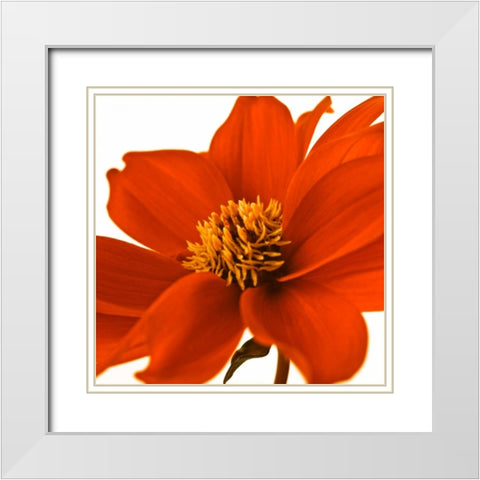 AF20110714 Dahlia 107C02 White Modern Wood Framed Art Print with Double Matting by Frank, Assaf