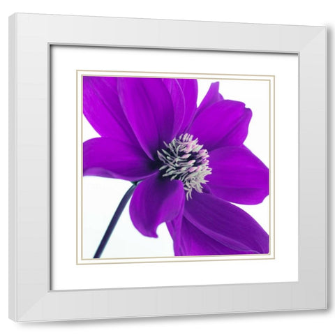 AF20110714 Dahlia 106C05 White Modern Wood Framed Art Print with Double Matting by Frank, Assaf