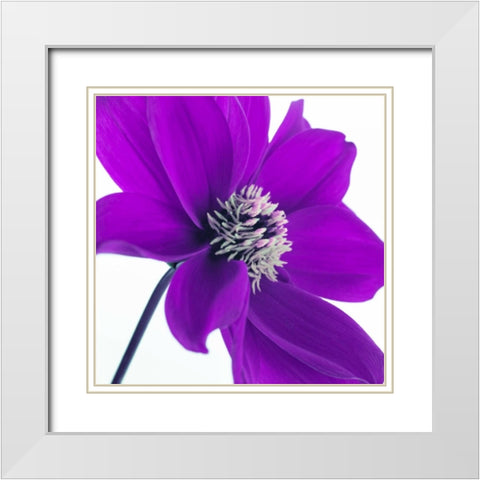 AF20110714 Dahlia 106C05 White Modern Wood Framed Art Print with Double Matting by Frank, Assaf