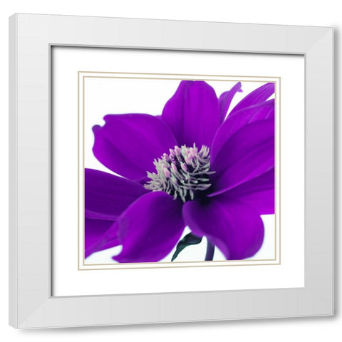 AF20110714 Dahlia 107C05 White Modern Wood Framed Art Print with Double Matting by Frank, Assaf