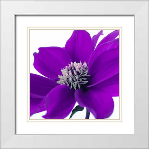 AF20110714 Dahlia 107C05 White Modern Wood Framed Art Print with Double Matting by Frank, Assaf
