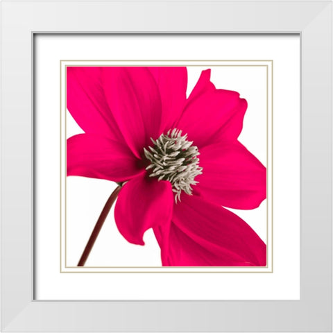 AF20110714 Dahlia 106C13 White Modern Wood Framed Art Print with Double Matting by Frank, Assaf