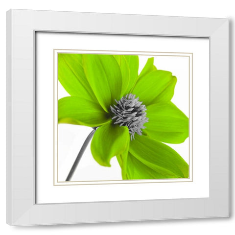 AF20110714 Dahlia 106C15 Green White Modern Wood Framed Art Print with Double Matting by Frank, Assaf