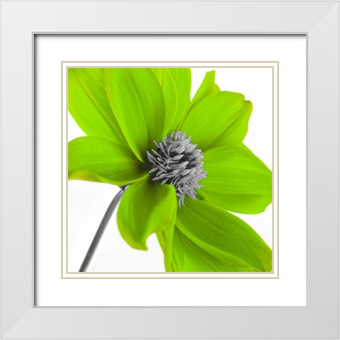 AF20110714 Dahlia 106C15 Green White Modern Wood Framed Art Print with Double Matting by Frank, Assaf