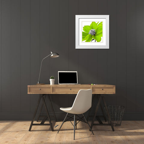 AF20110714 Dahlia 107C15 Green White Modern Wood Framed Art Print with Double Matting by Frank, Assaf