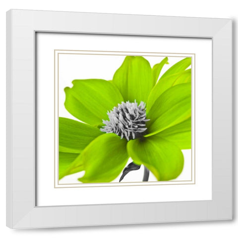 AF20110714 Dahlia 107C15 Green White Modern Wood Framed Art Print with Double Matting by Frank, Assaf