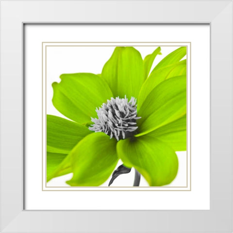 AF20110714 Dahlia 107C15 Green White Modern Wood Framed Art Print with Double Matting by Frank, Assaf
