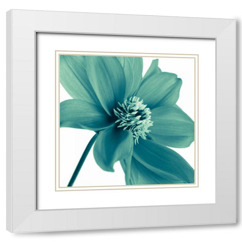AF20110714 Dahlia 106C11 White Modern Wood Framed Art Print with Double Matting by Frank, Assaf
