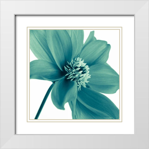 AF20110714 Dahlia 106C11 White Modern Wood Framed Art Print with Double Matting by Frank, Assaf