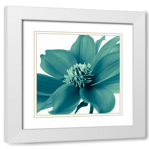 AF20110714 Dahlia 107C06 White Modern Wood Framed Art Print with Double Matting by Frank, Assaf