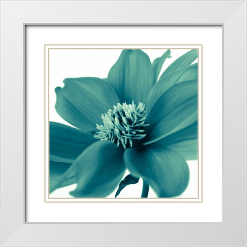 AF20110714 Dahlia 107C06 White Modern Wood Framed Art Print with Double Matting by Frank, Assaf