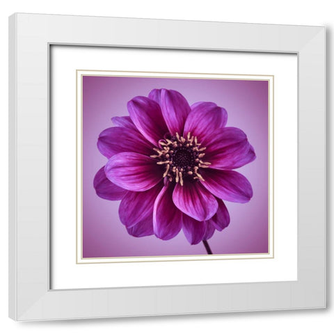 AF20110818 Dahlia 016C13bC01 White Modern Wood Framed Art Print with Double Matting by Frank, Assaf