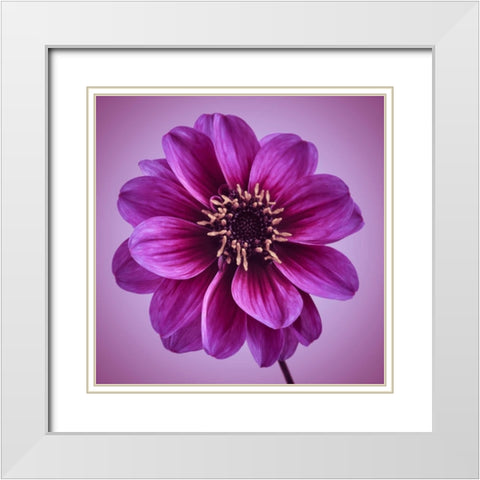 AF20110818 Dahlia 016C13bC01 White Modern Wood Framed Art Print with Double Matting by Frank, Assaf