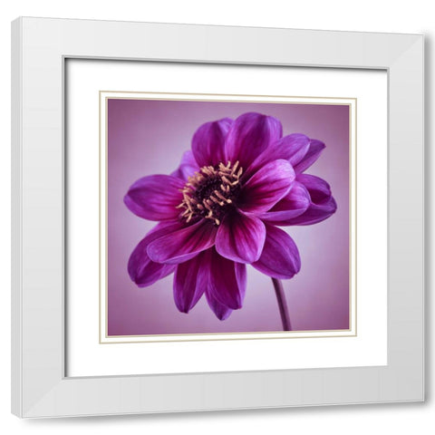 AF20110818 Dahlia 041C13 White Modern Wood Framed Art Print with Double Matting by Frank, Assaf