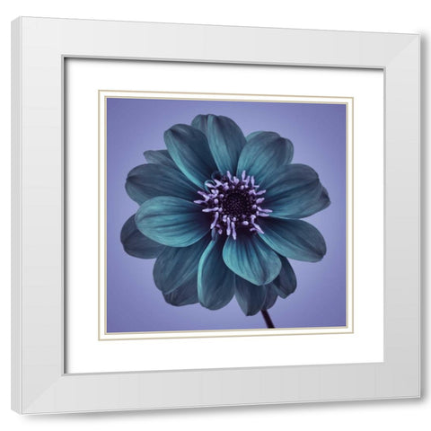 AF20110818 Dahlia 016C19bC01 White Modern Wood Framed Art Print with Double Matting by Frank, Assaf