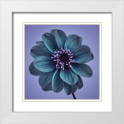 AF20110818 Dahlia 016C19bC01 White Modern Wood Framed Art Print with Double Matting by Frank, Assaf