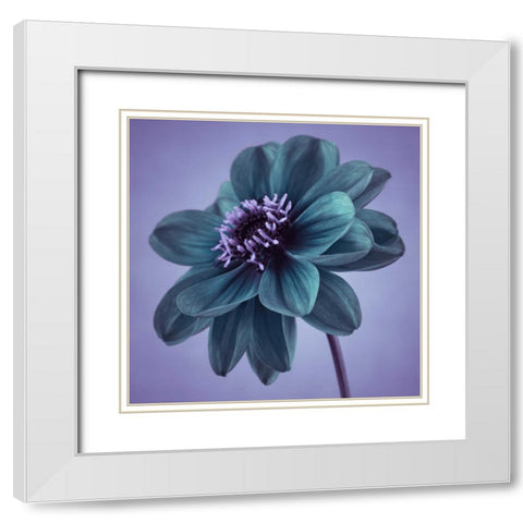 AF20110818 Dahlia 041C14 White Modern Wood Framed Art Print with Double Matting by Frank, Assaf