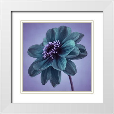 AF20110818 Dahlia 041C14 White Modern Wood Framed Art Print with Double Matting by Frank, Assaf