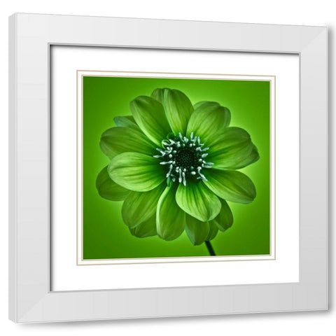 AF20110818 Dahlia 027C04 GreenC01 White Modern Wood Framed Art Print with Double Matting by Frank, Assaf