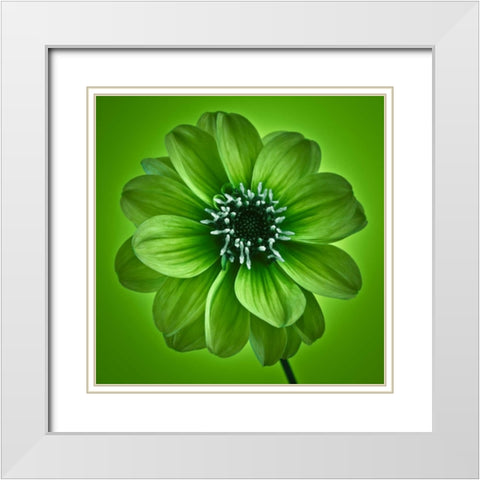 AF20110818 Dahlia 027C04 GreenC01 White Modern Wood Framed Art Print with Double Matting by Frank, Assaf