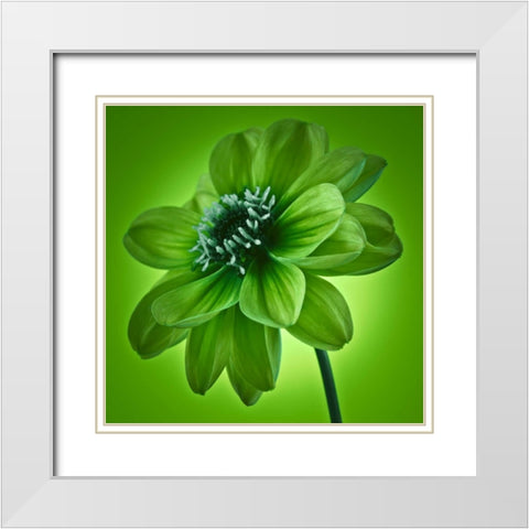 AF20110818 Dahlia 045C04 GreenC01 White Modern Wood Framed Art Print with Double Matting by Frank, Assaf