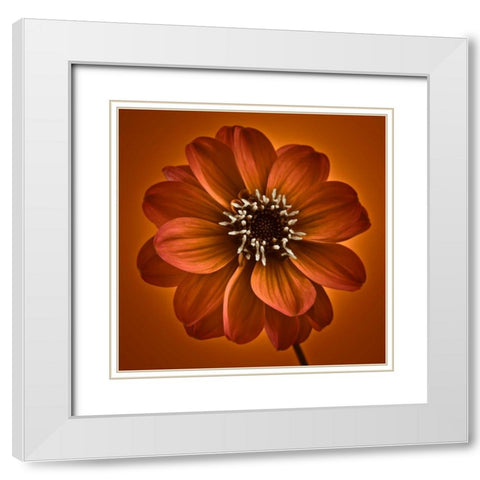 AF20110818 Dahlia 027C10 White Modern Wood Framed Art Print with Double Matting by Frank, Assaf