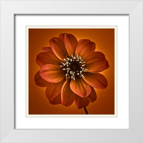 AF20110818 Dahlia 027C10 White Modern Wood Framed Art Print with Double Matting by Frank, Assaf